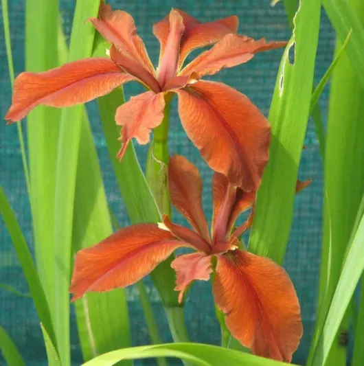 Copper Iris